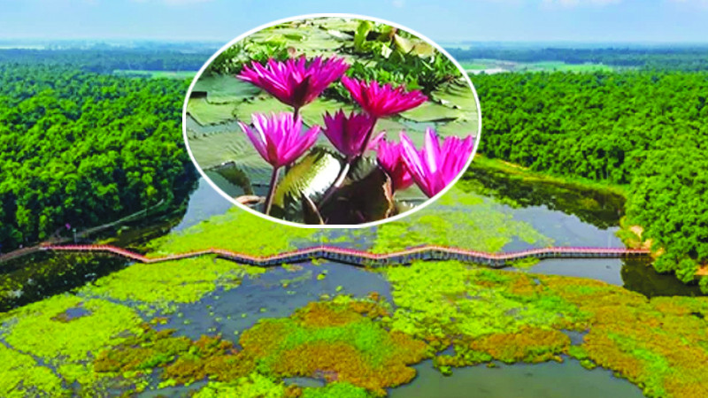 সৌন্দর্যের লীলাভূমি দিনাজপুরের আশুরার বিল