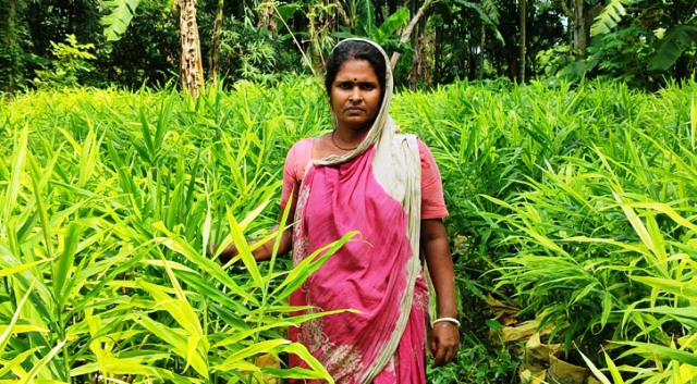 অনাবাদী জমিতে আদা চাষে স্বাবলম্বী গৃহিণীরা