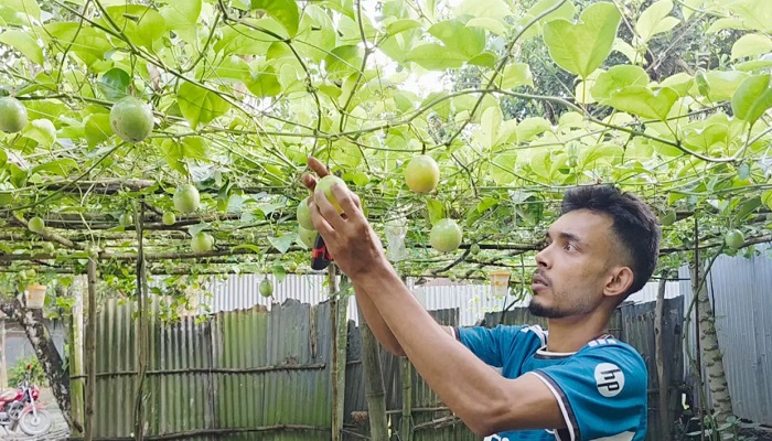 আনারকলি চাষ করে স্বাবলম্বী হওয়ার স্বপ্ন দেখছেন সোহেল