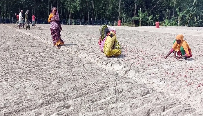 রংপুরে মুড়িকাটা পেঁয়াজ চাষে ব্যস্ত কৃষকরা