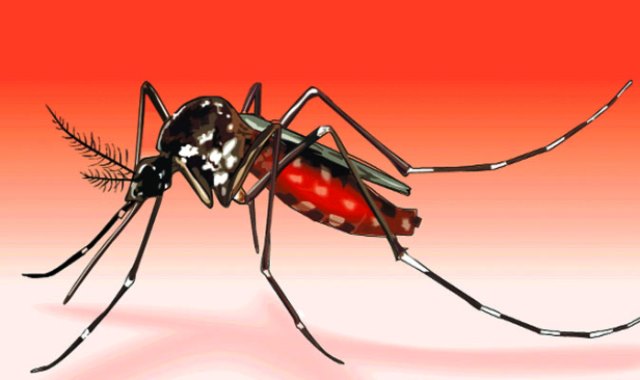 বদলেছে ডেঙ্গুর ধরন