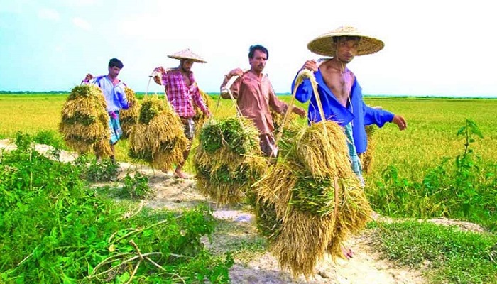 চলতি বছর সুখবর পাচ্ছেন ৪৩ লাখ কৃষক
