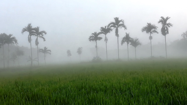 ভোরের কুয়াশায় নীলফামারীতে শীতের আগমনী বার্তা